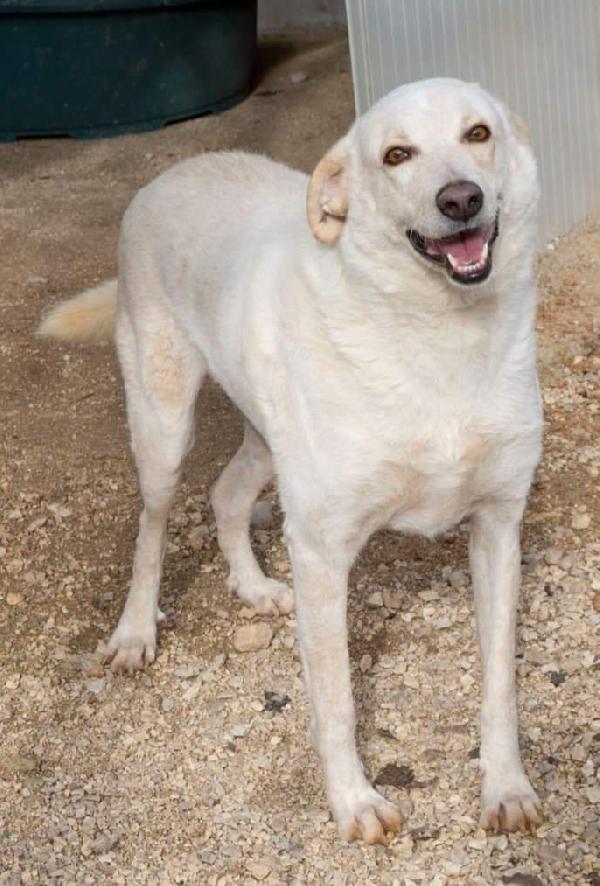 SUSY DOLCE CAGNOLONA Foto 5